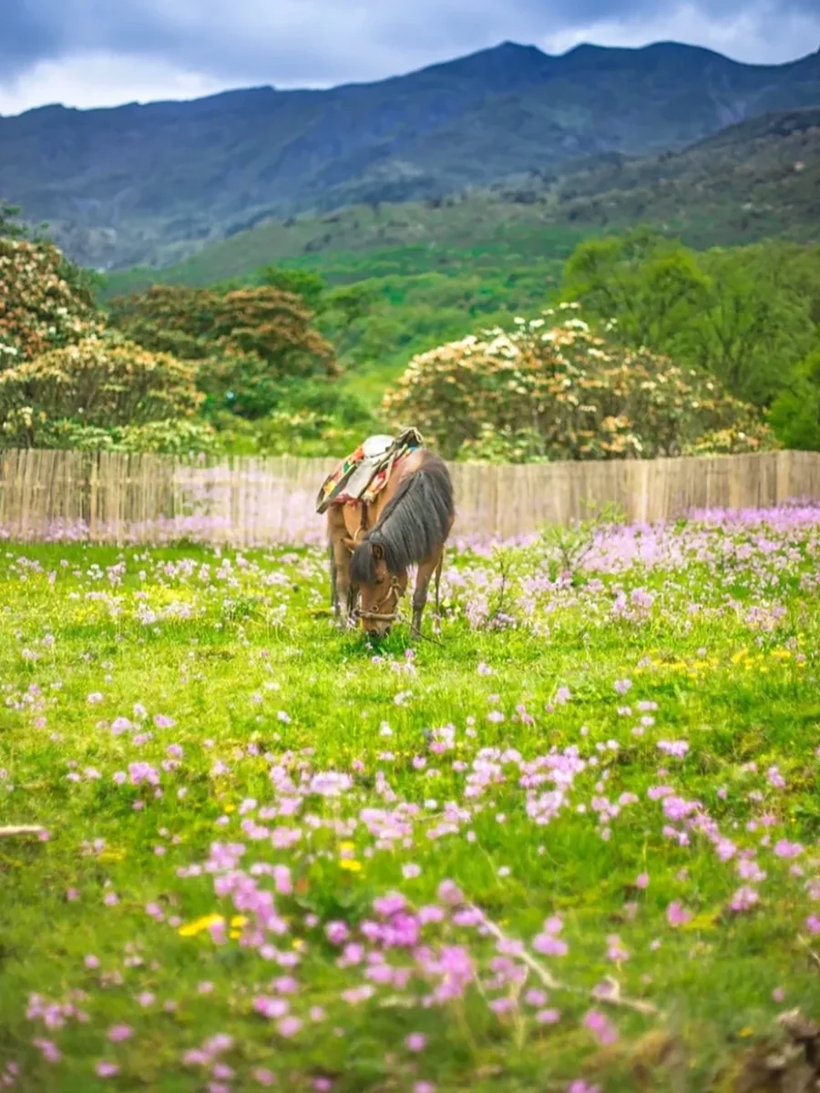 Jiuding Mountain