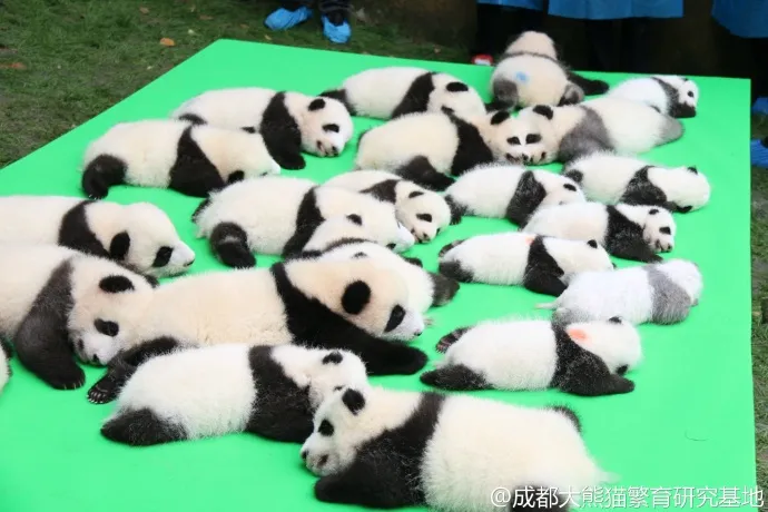panda
